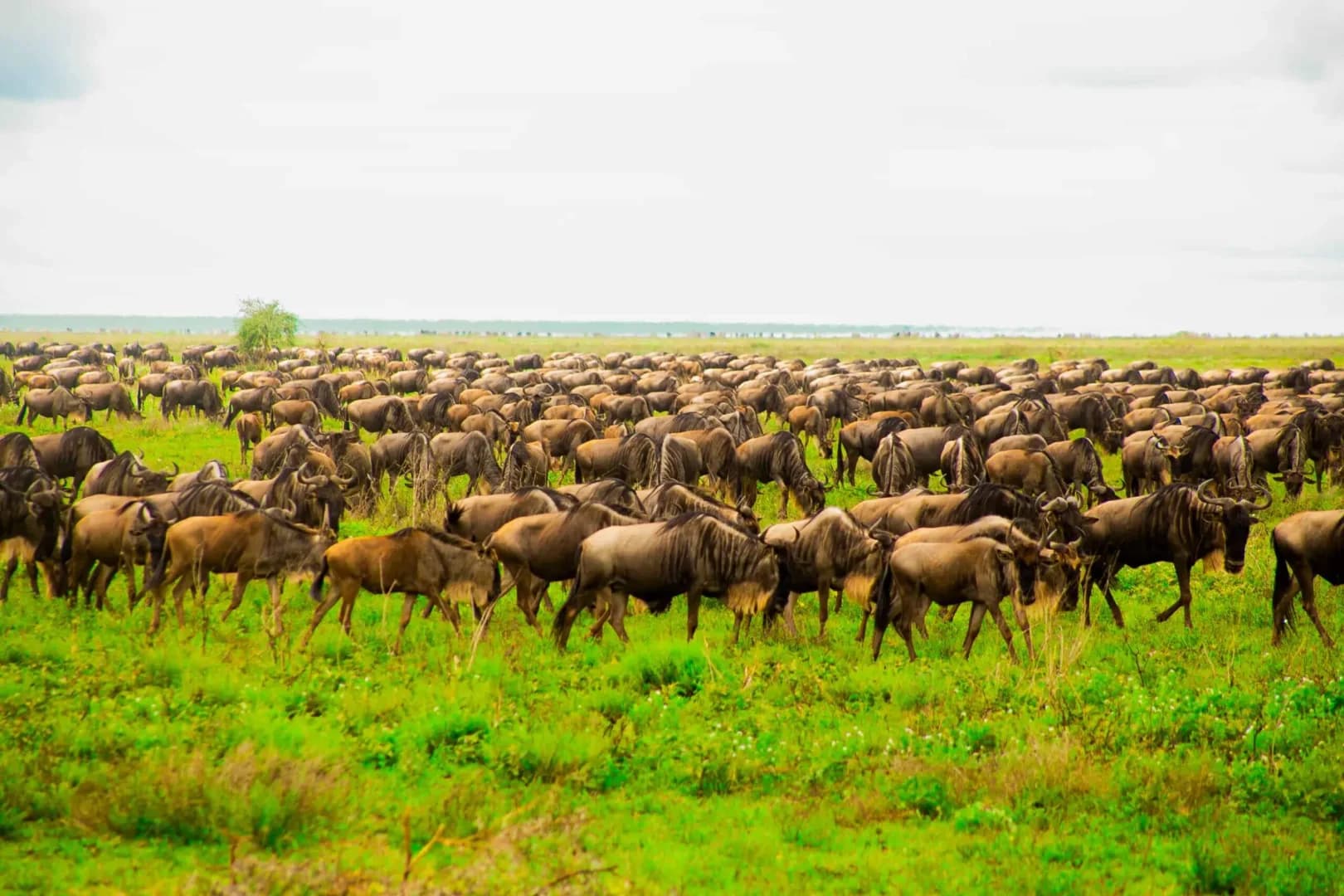 Best of Kenya Safari — Luxury Edition