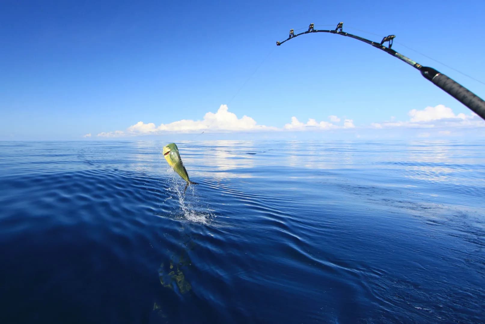 Deep Sea Fishing Charter