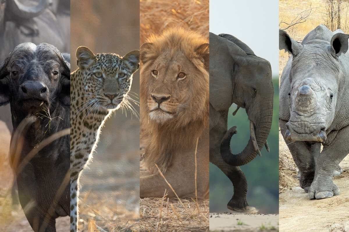 The Signature - Big Five Safari + Golf