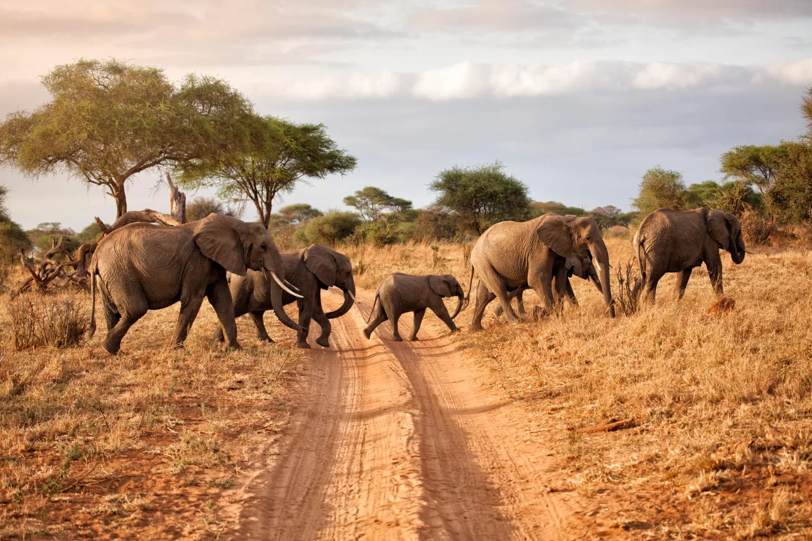 3-Day Tarangire & Ngorongoro Safari