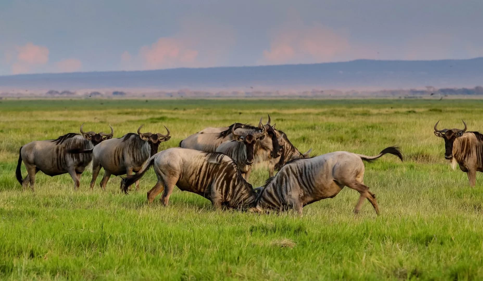 5-Day Great Migration Budget Safari
