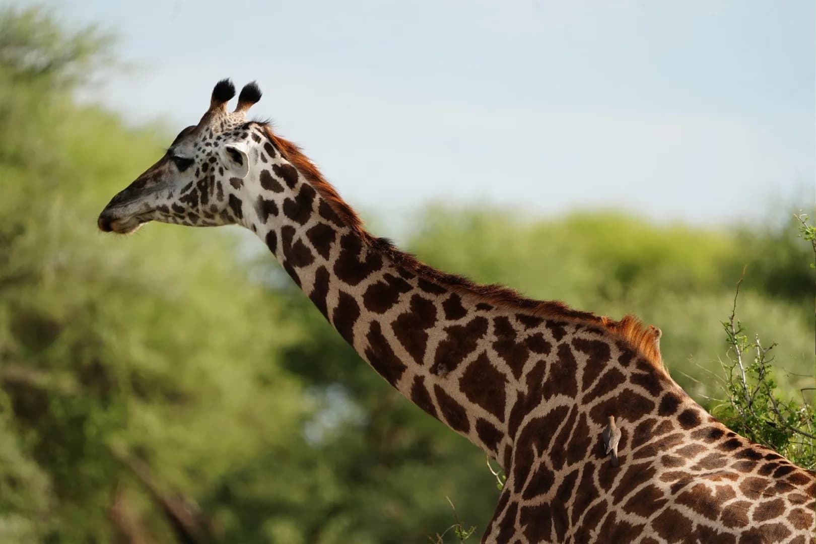 3-Day Lake Manyara & Ngorongoro Safari