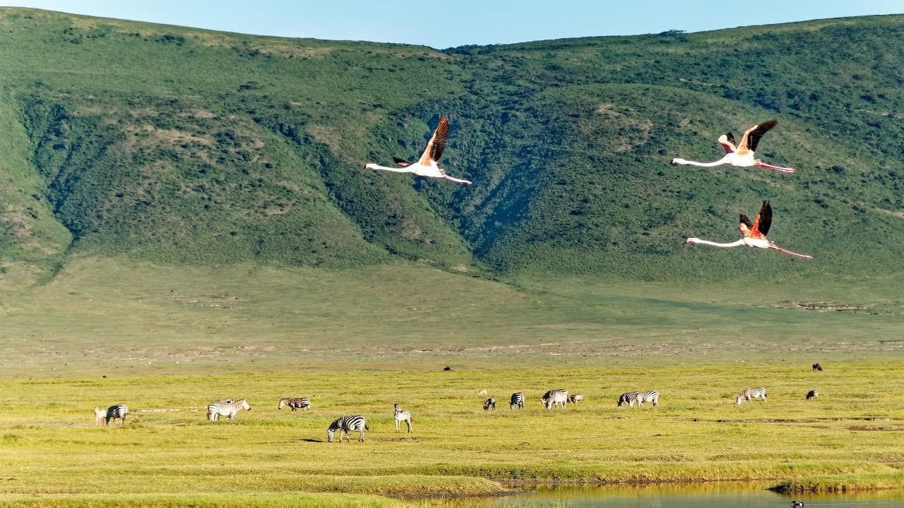 Ngorongoro Crater Safari