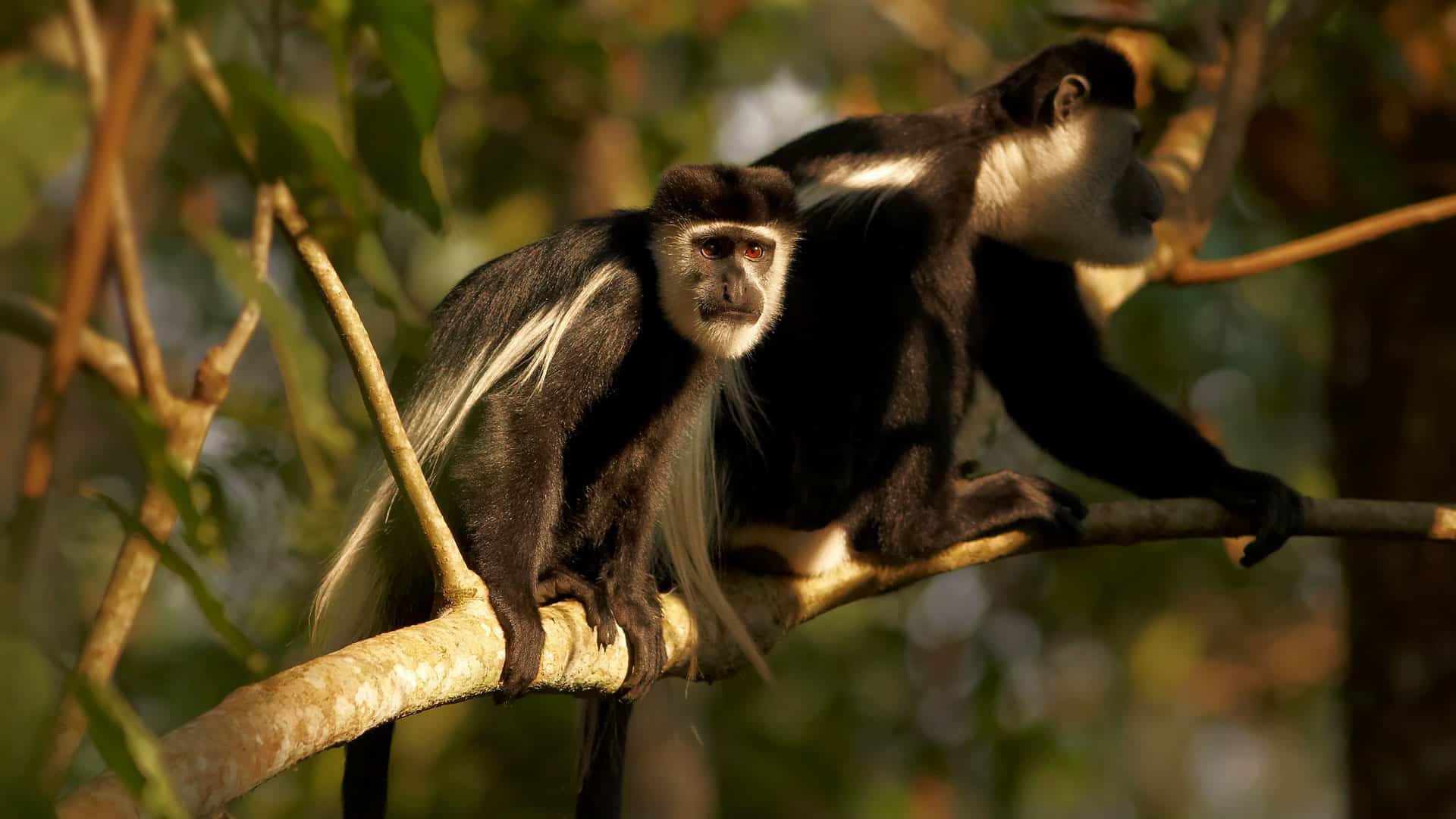 Uganda Primates & Wilderness