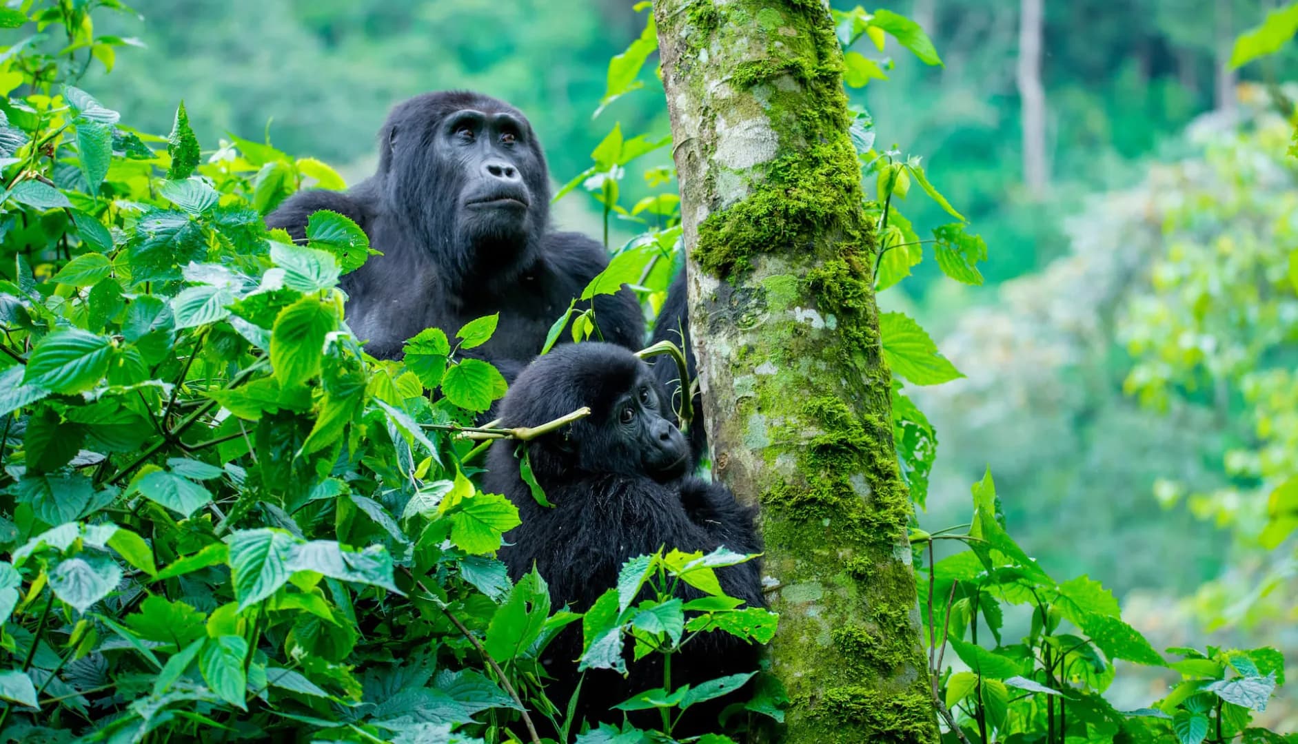 Bwindi Impenetrable Forest