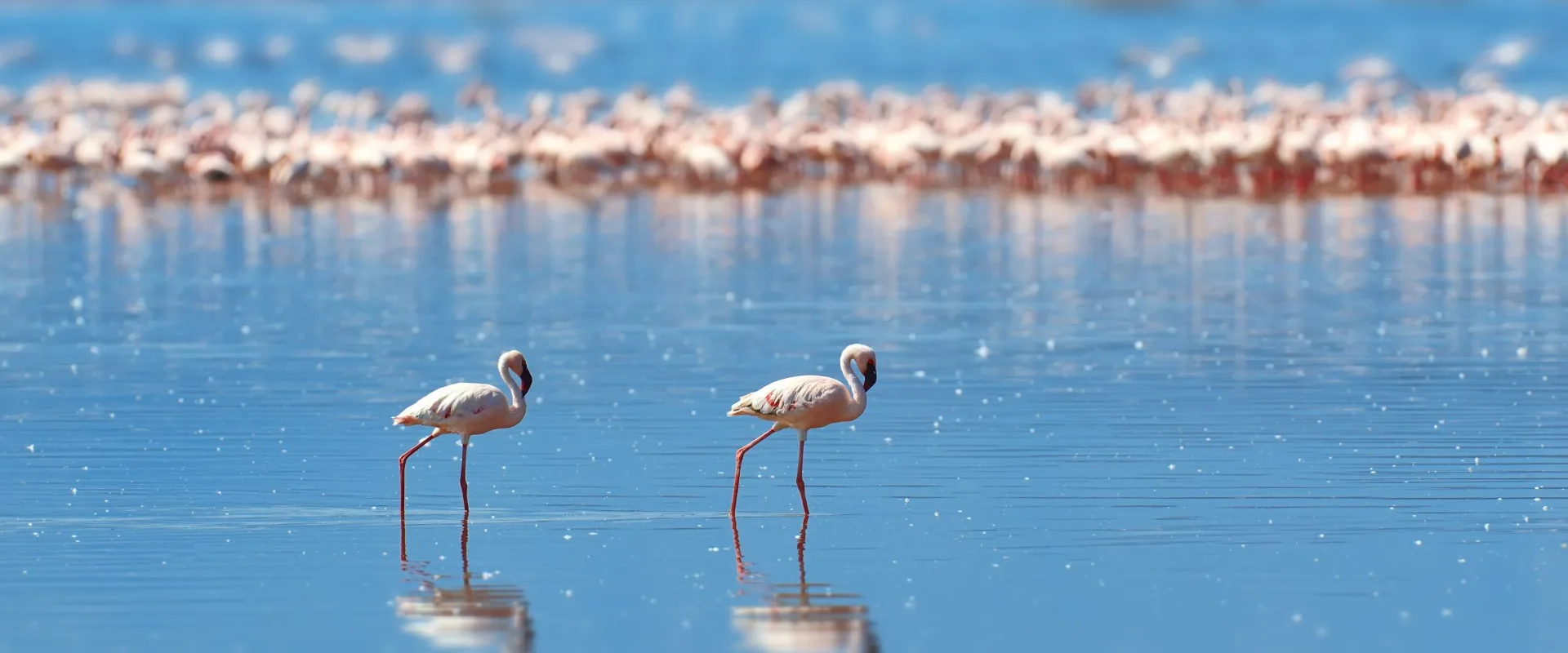 Lake Naivasha