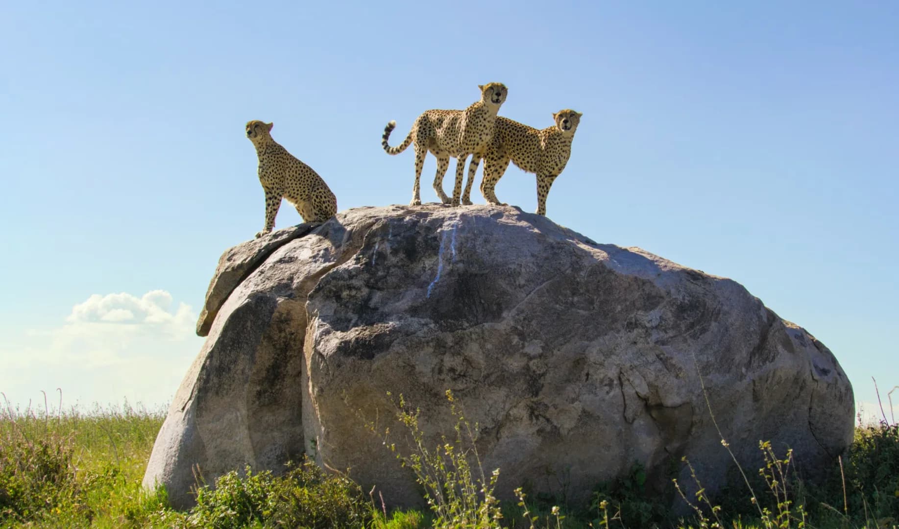 Serengeti