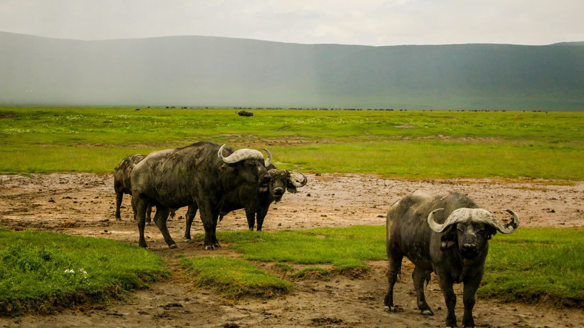Ngorongoro Conservation Area