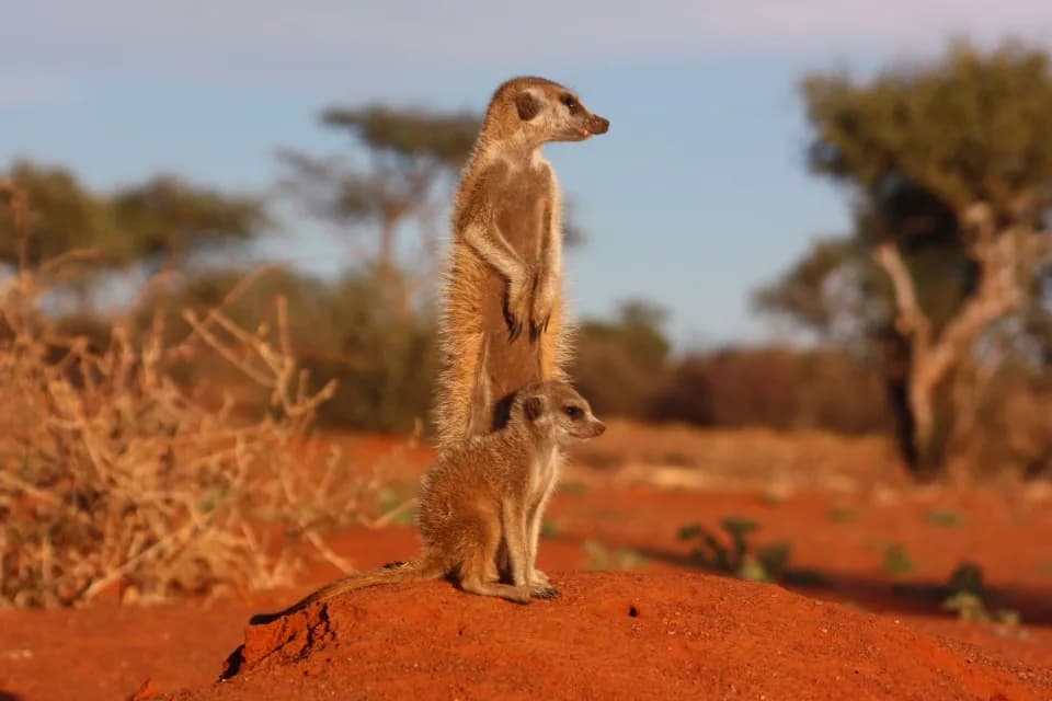 Makgadikgadi Pans & Central Kalahari