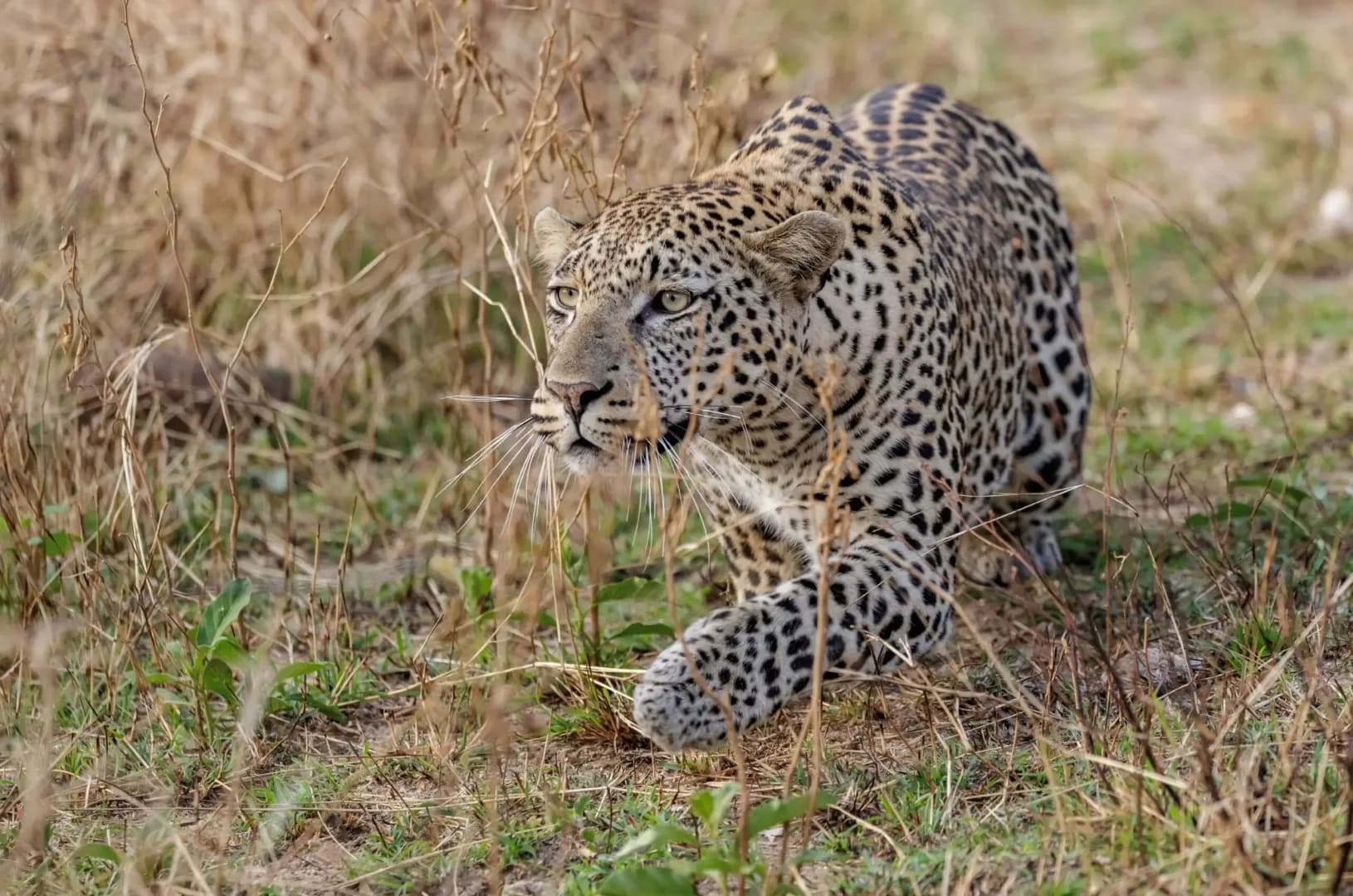 Madikwe & Pilanesberg