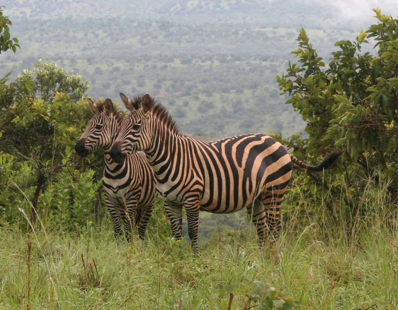 Akagera National Park