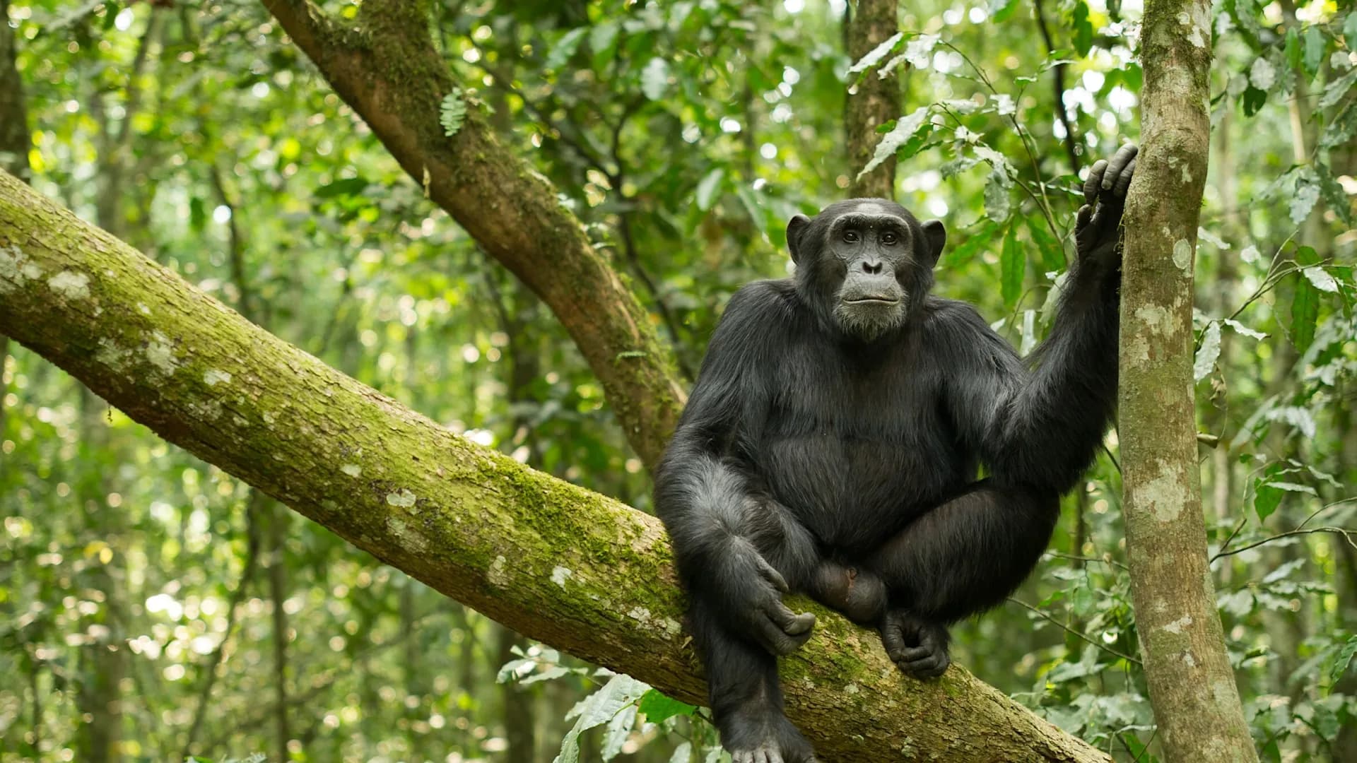 Kibale Forest National Park