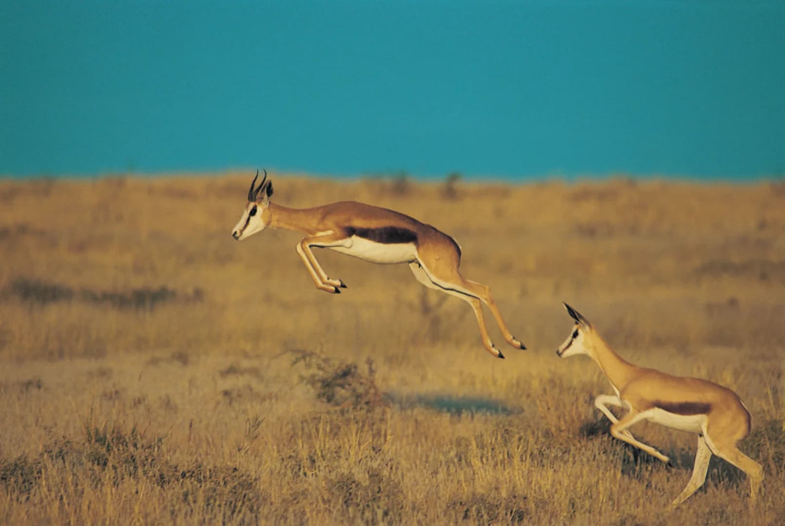 Central Kalahari Game Reserve