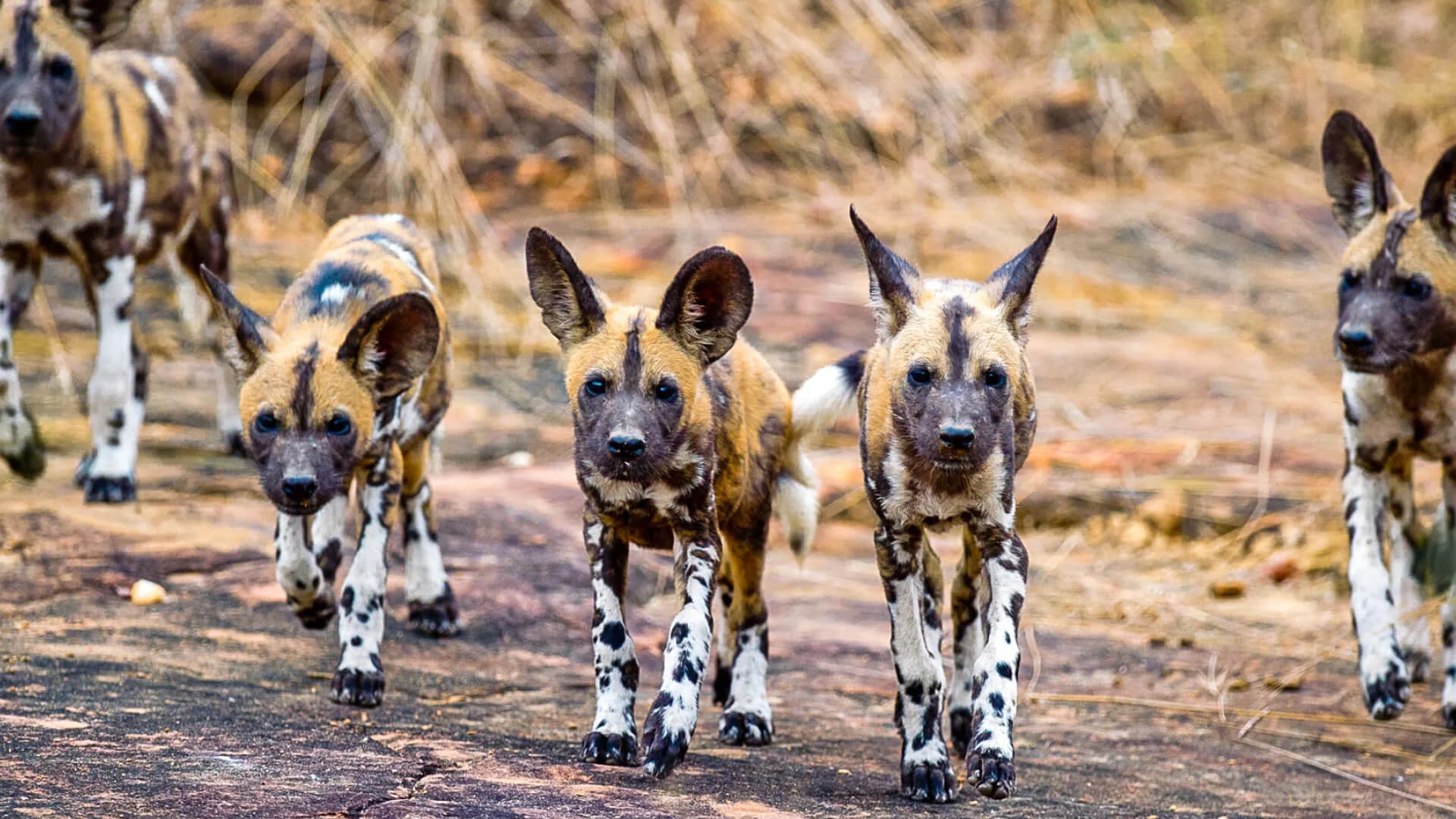 Nyerere National Park (Selous)