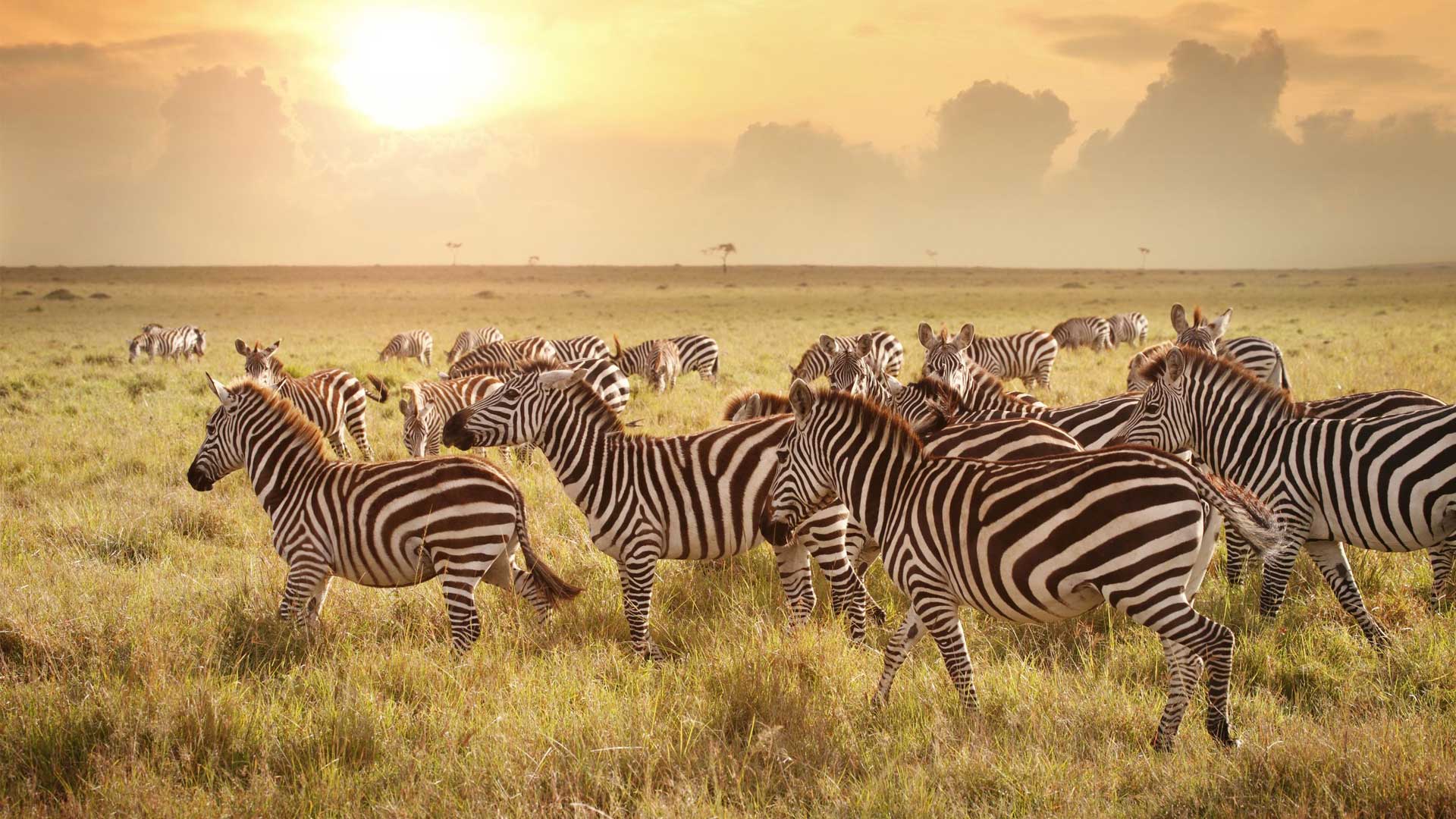 Serengeti