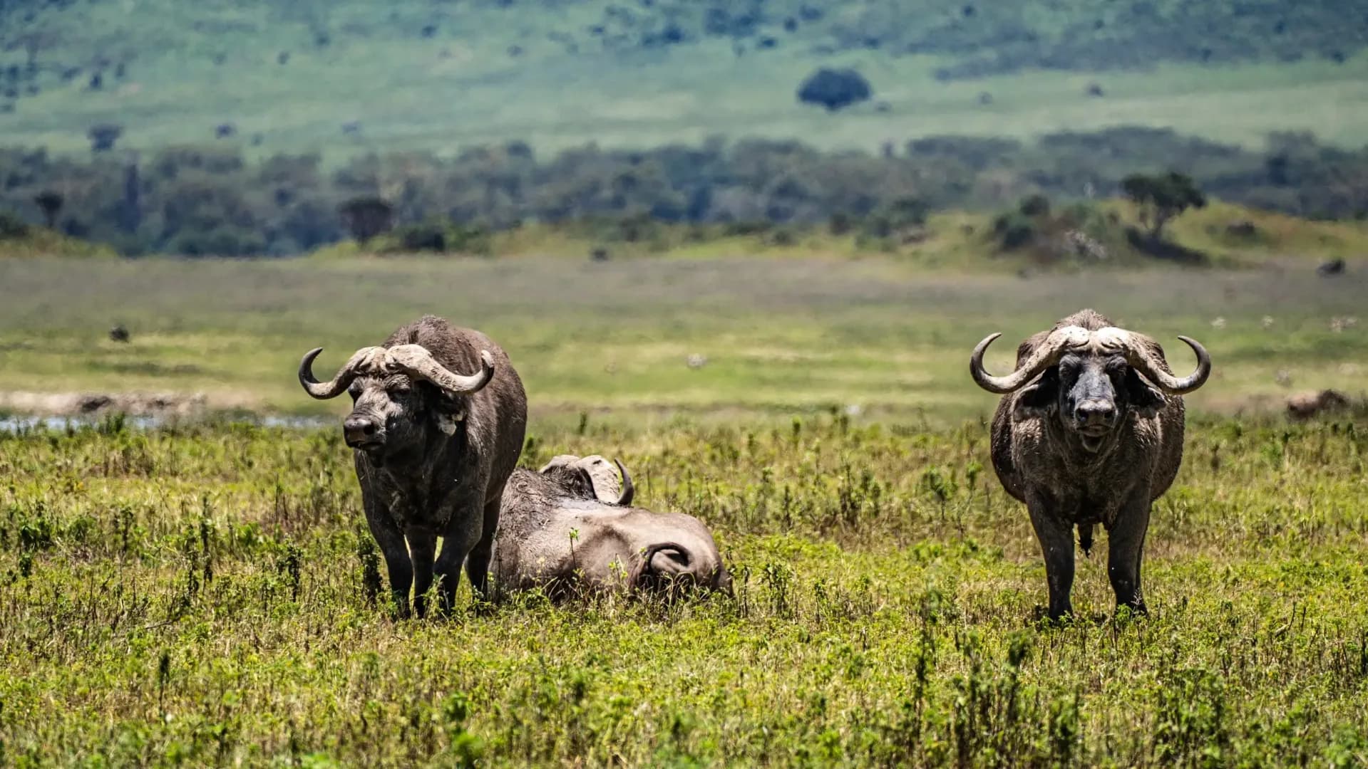 Ngorongoro Conservation Area