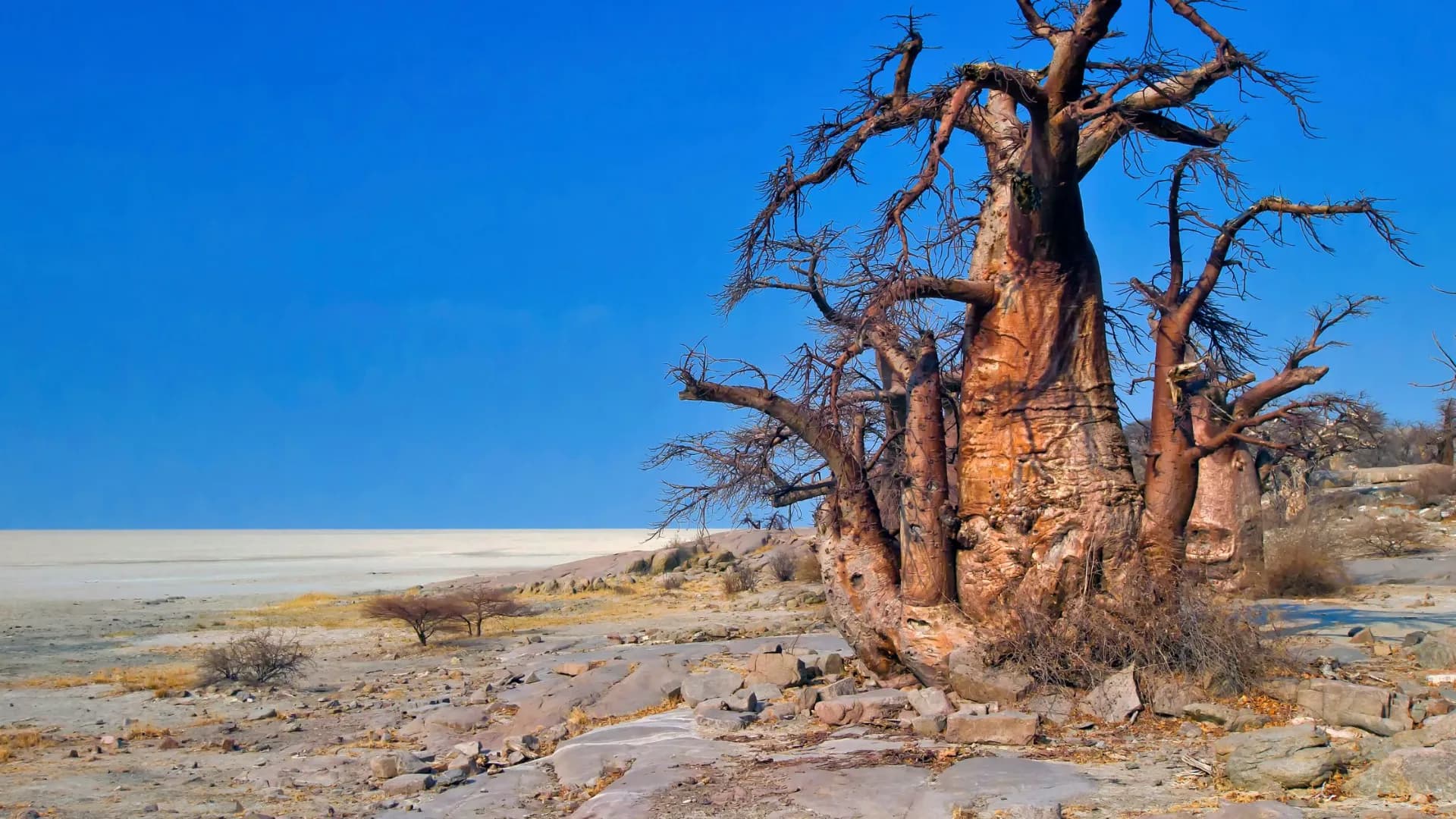 Makgadikgadi Pans
