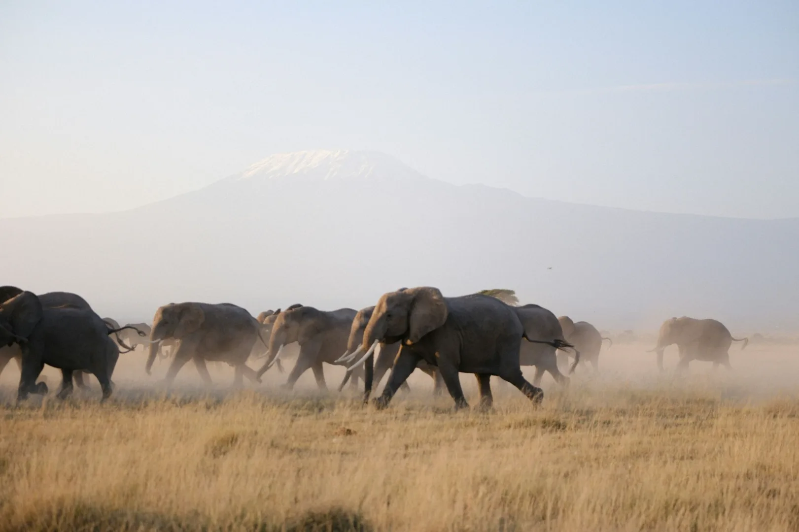 Elephant in the Wild