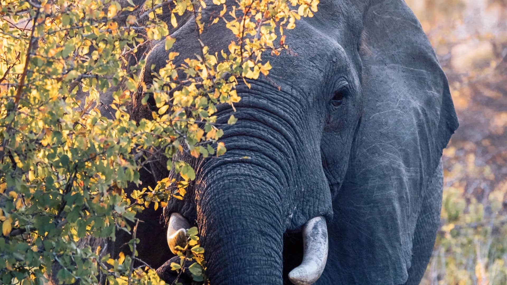 Tanzania Grand Safari