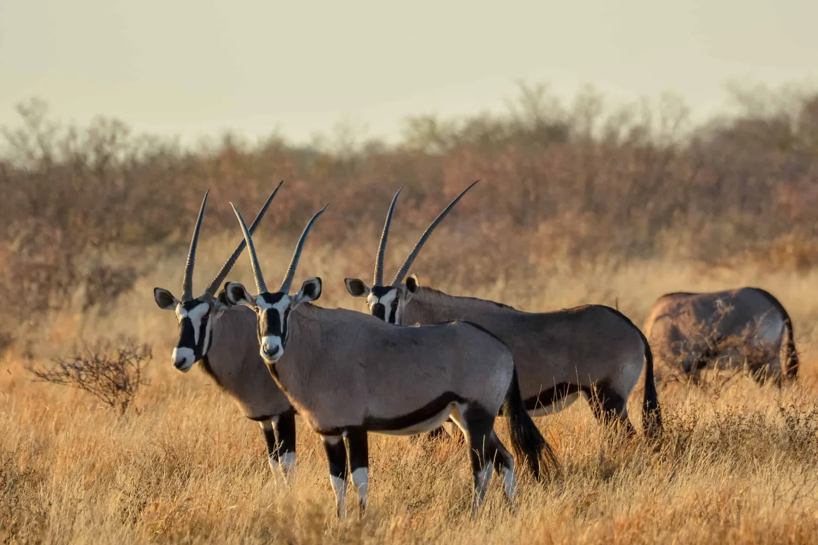 Kalahari Desert Experience