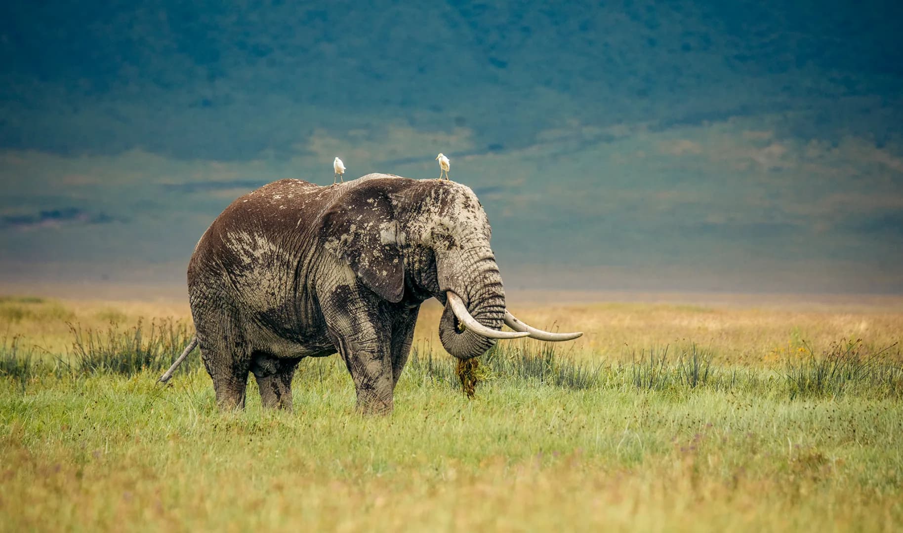 Budget Camping Safari