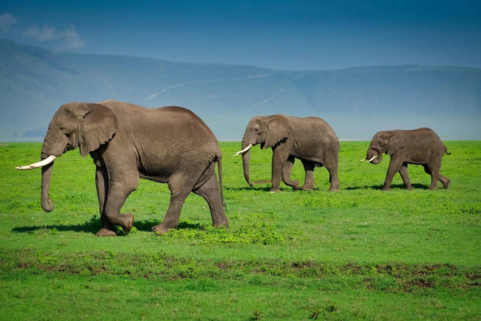 Ngorongoro Crater Expedition