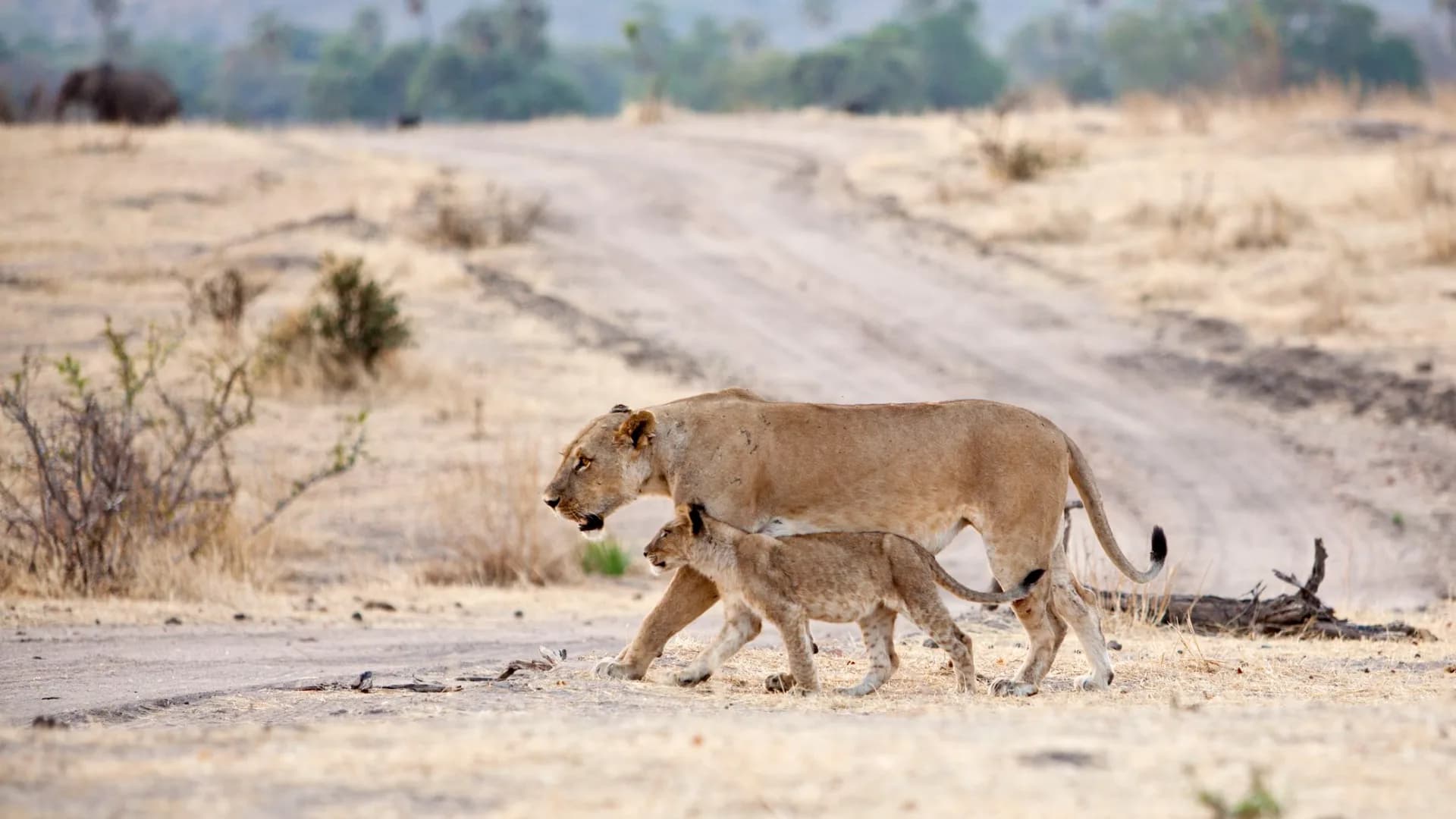 Ruaha Wilderness Safari