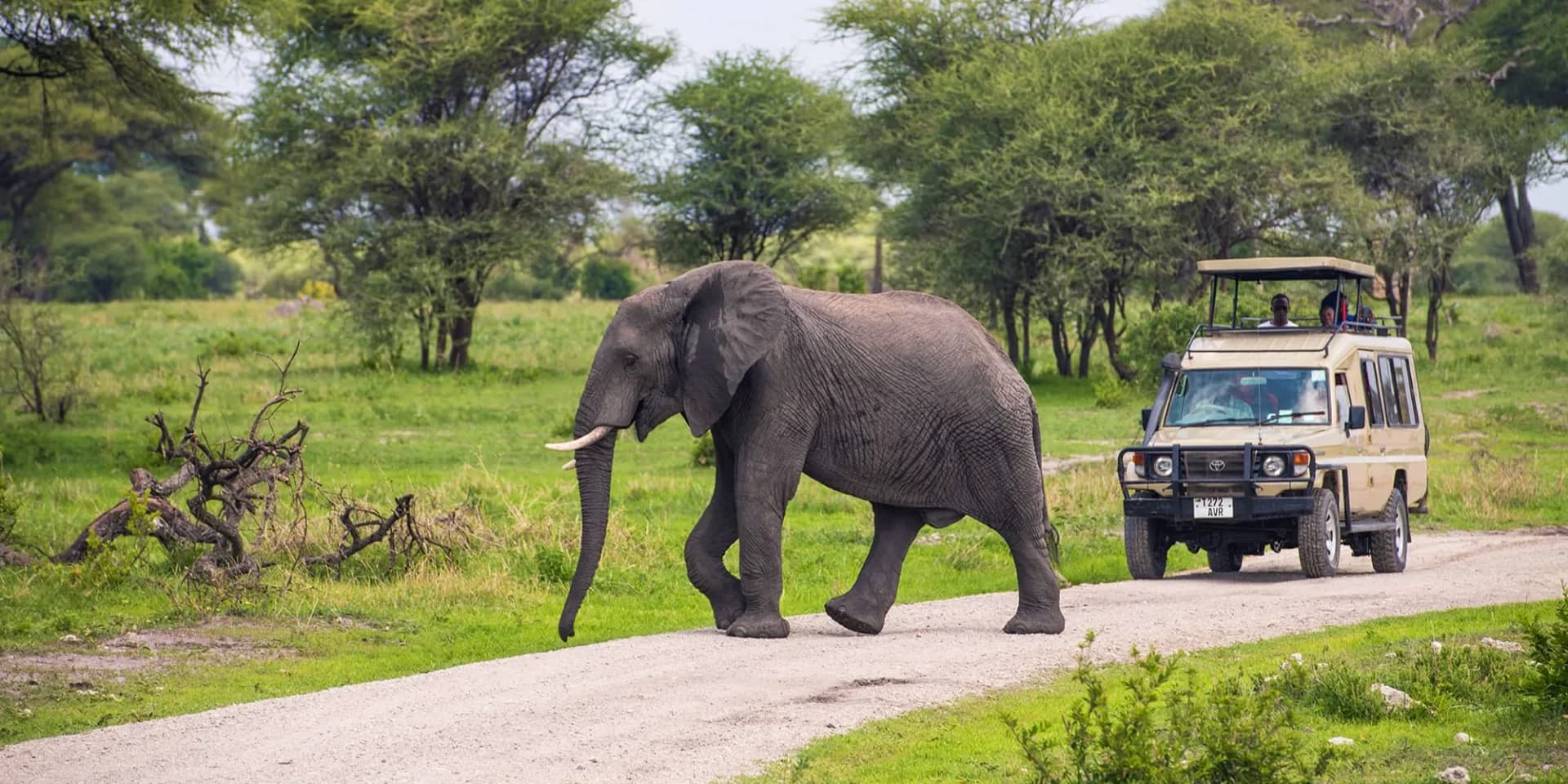 Tarangire Elephant Safari