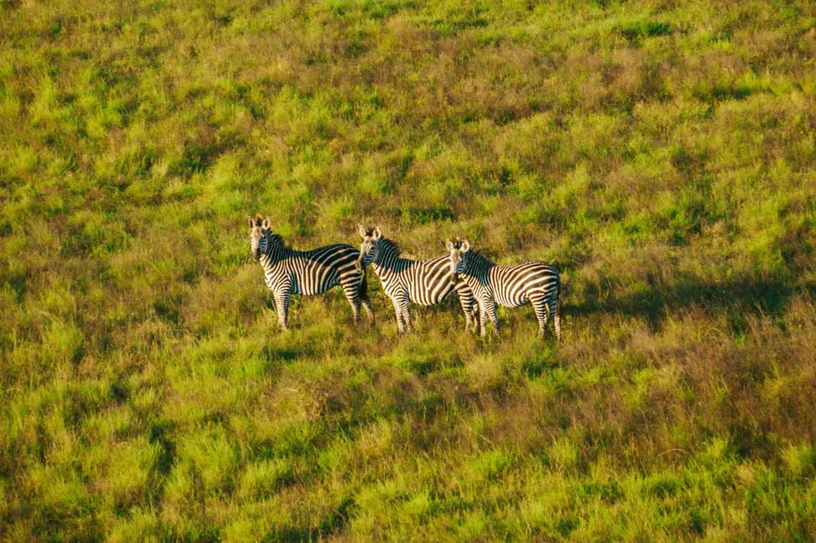 Mikumi National Park Safari