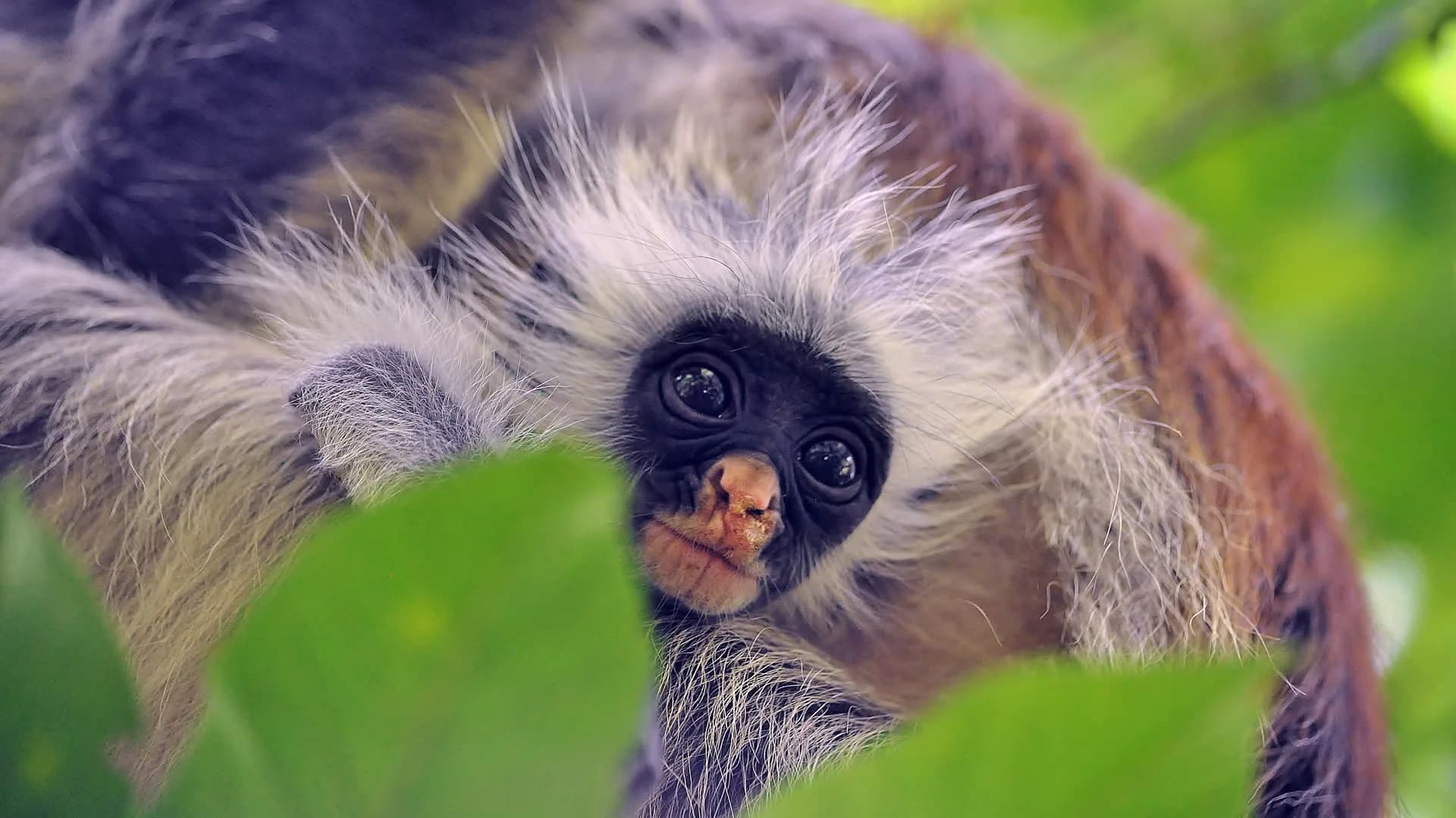 Jozani Forest Red Colobus Tour