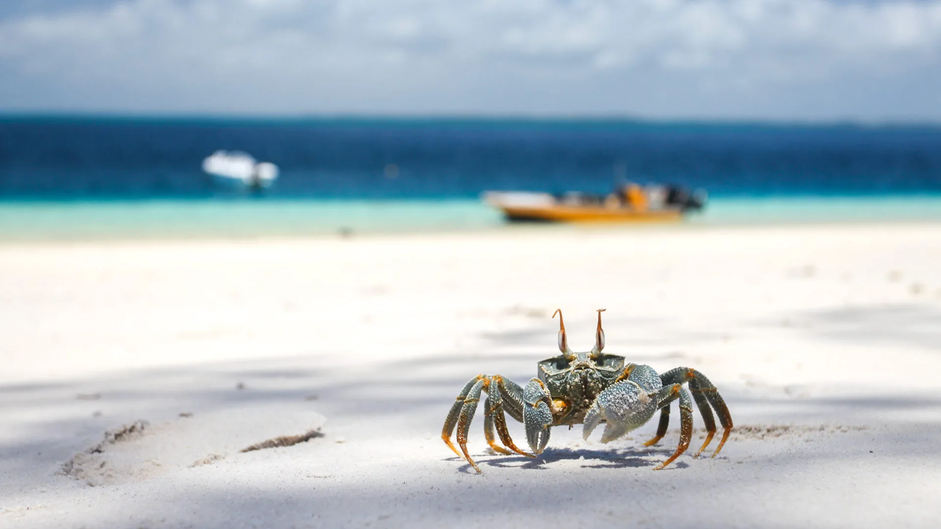 Pemba Island Day Trip