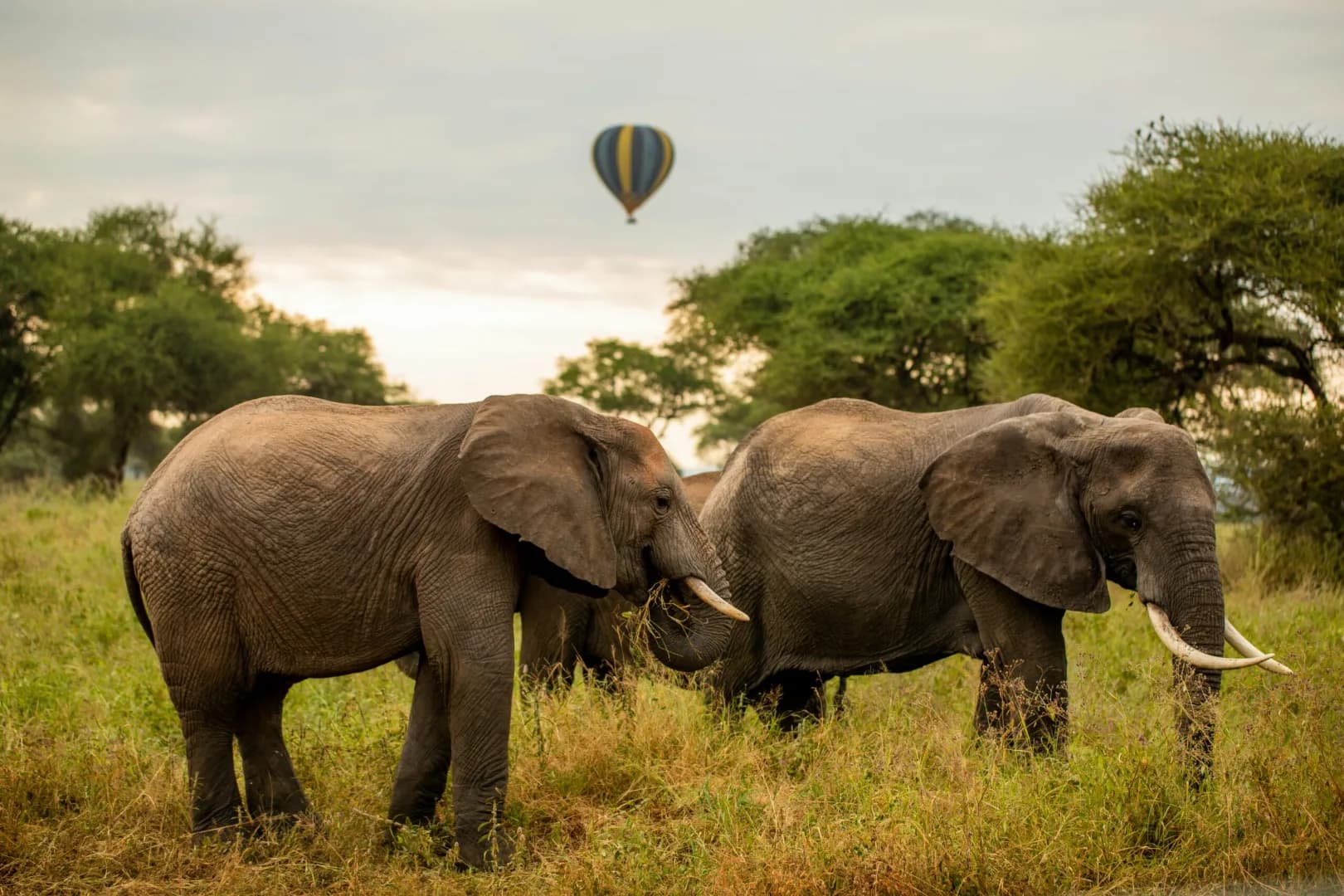 Tarangire & Zanzibar