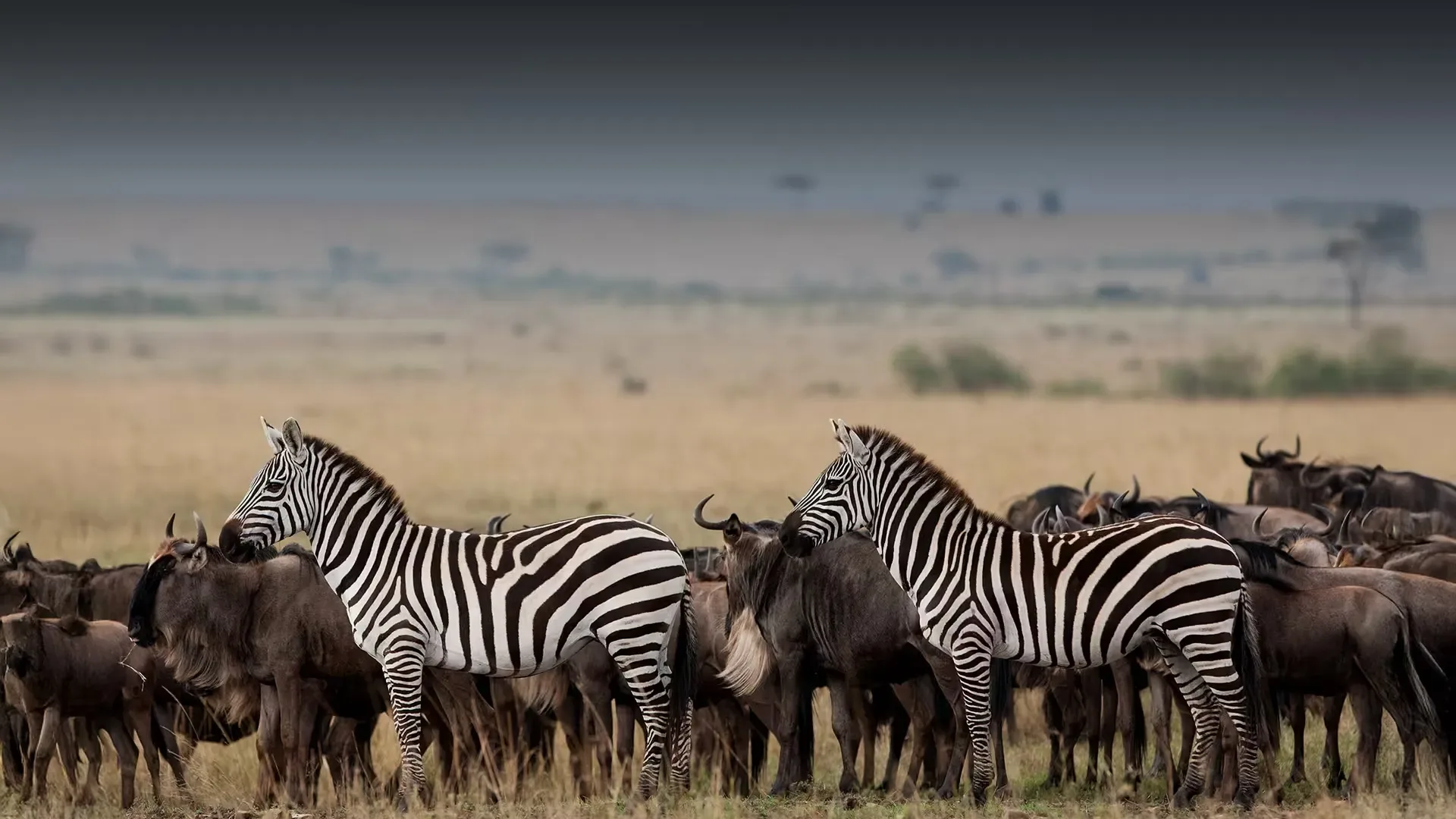 Best of Tanzania + Zanzibar