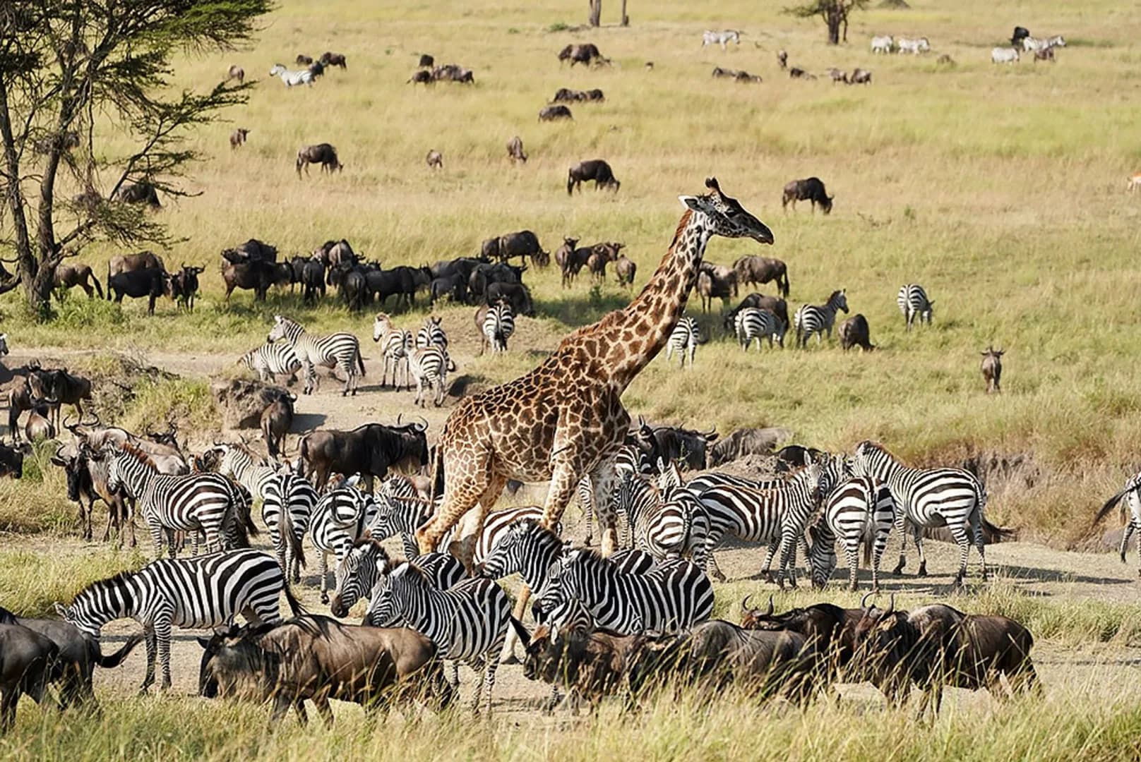 14-Day Grand Tanzania Budget Safari