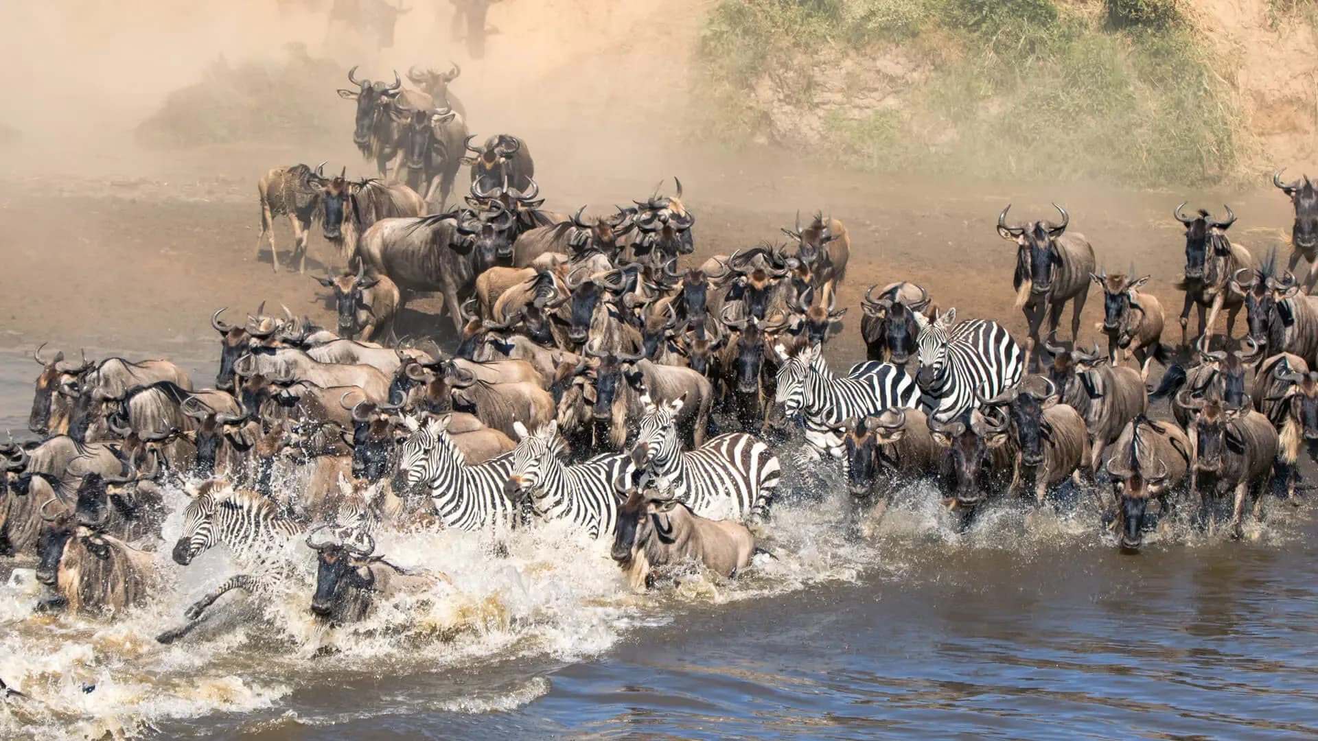 The Handicap - Migration Safari + Golf