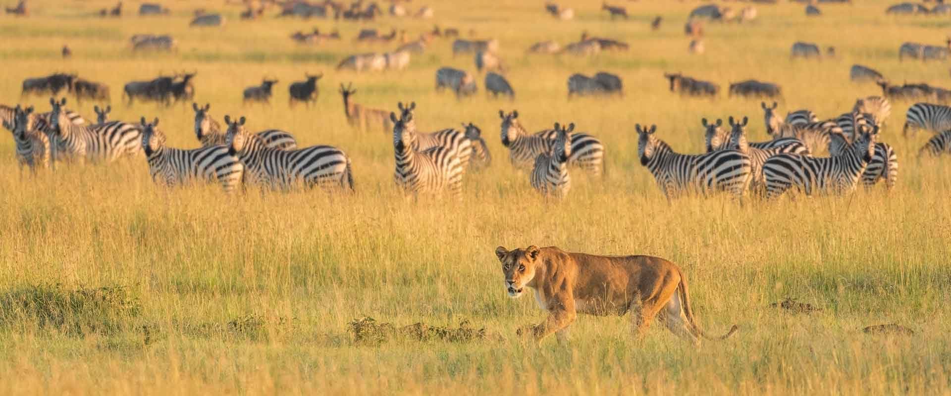 5-Day Backpacker Special Safari