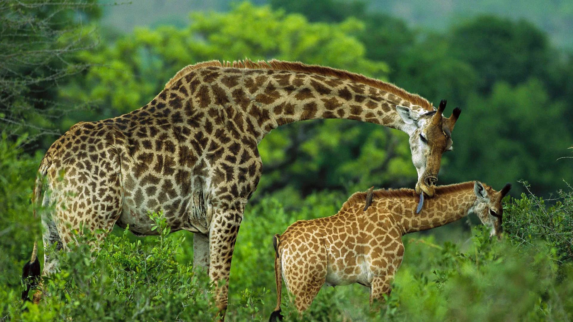 10-Day Ultimate Tanzania Budget Safari & Beach