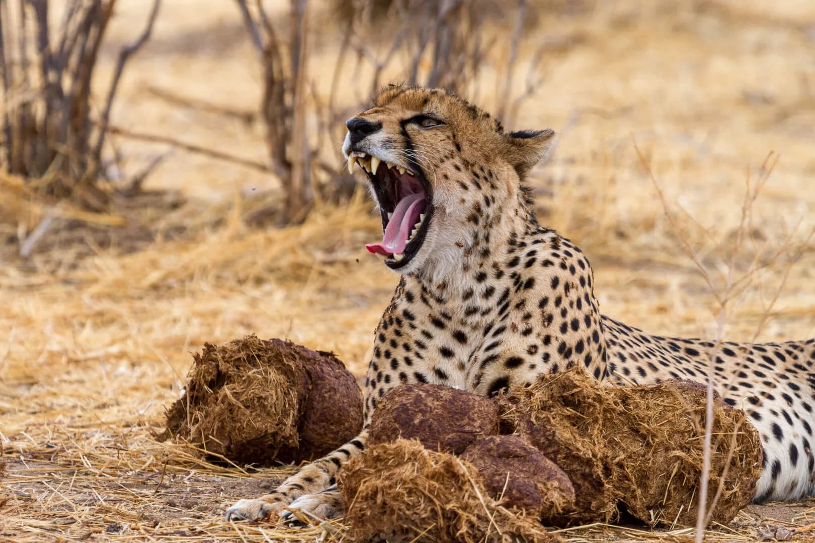 5-Day Ruaha Budget Safari