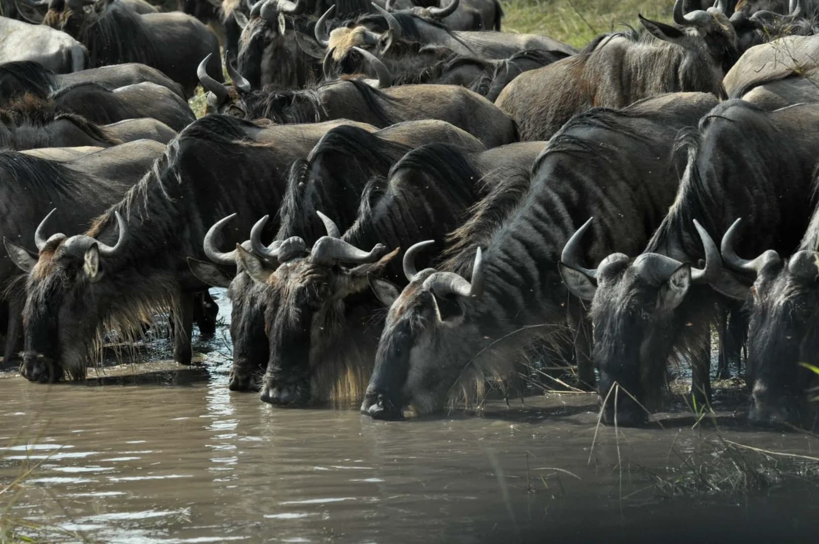 7-Day Budget Migration Safari