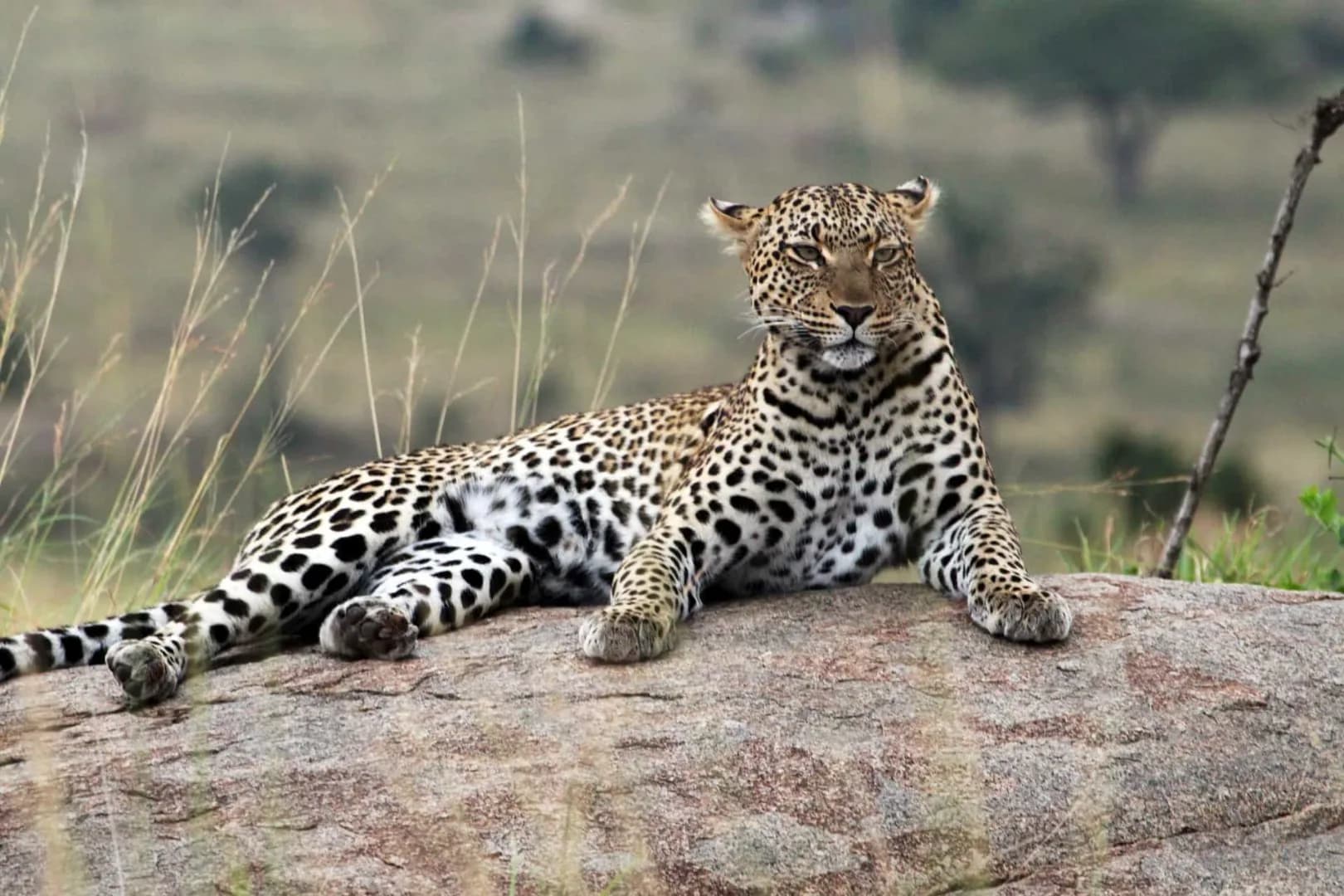 6-Day Complete Northern Circuit Safari