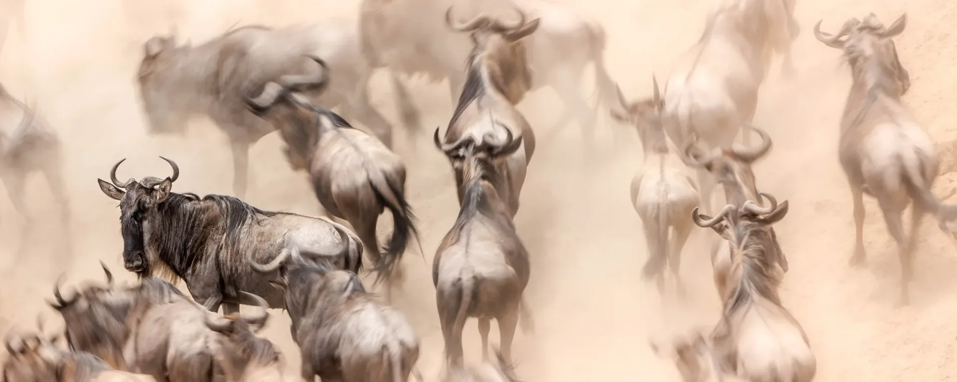 Great Migration Safari